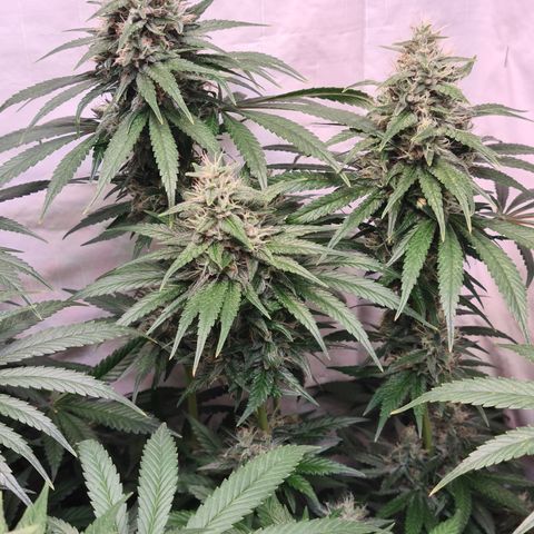 Mimosa x orange punch stecki 1 von stecki 1 growlog timeline photo