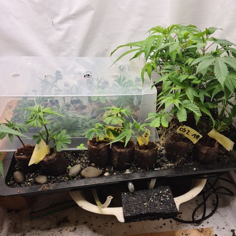 Orange sherbert stecki 1 von stecki 2 growlog timeline photo