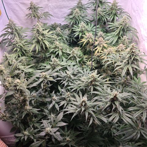 Mimosa x orange punch stecki 1 von stecki 1 growlog photo: Wieder komplett gedüngt. Außerdem Kaffeesatz + algendünger (kl. Lotus püriert zu muß), dazu natürlich auch Terra vega