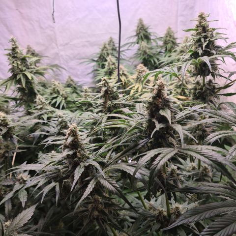 Mimosa x orange punch stecki 1 von stecki 1 growlog photo: Wieder komplett gedüngt. Außerdem Kaffeesatz + algendünger (kl. Lotus püriert zu muß), dazu natürlich auch Terra vega
