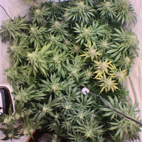 Mimosa x orange punch stecki 1 von stecki 1 growlog timeline photo