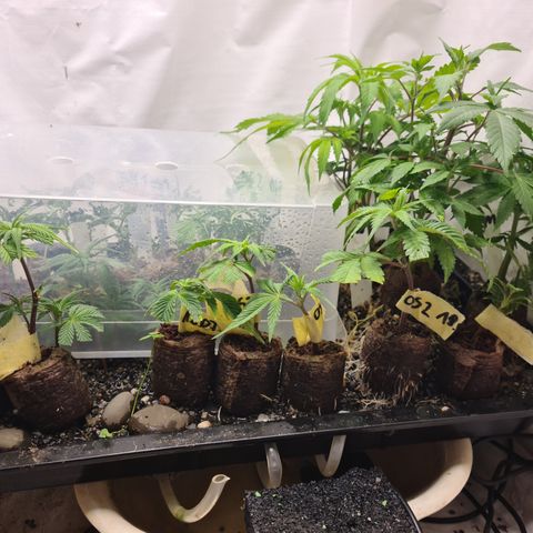 Orange sherbert stecki 1 von stecki 2 growlog timeline photo