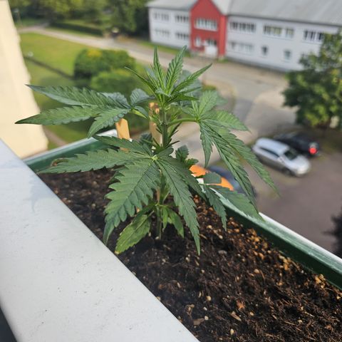 sensi amnesia xxl 1 growlog timeline photo