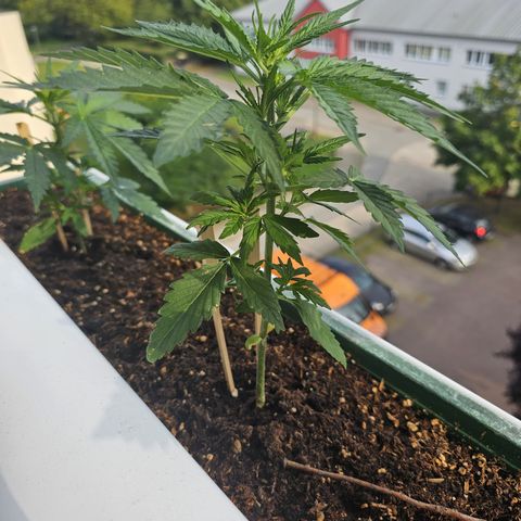 sensi amnesia xxl 2 growlog timeline photo