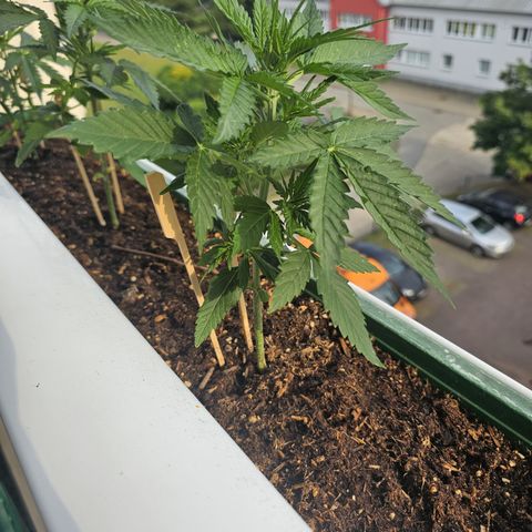 sensi amnesia xxl 3 growlog timeline photo