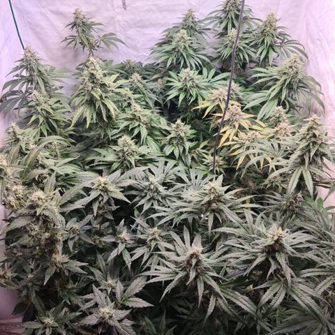 Mimosa x orange punch stecki 1 von stecki 1 growlog timeline photo