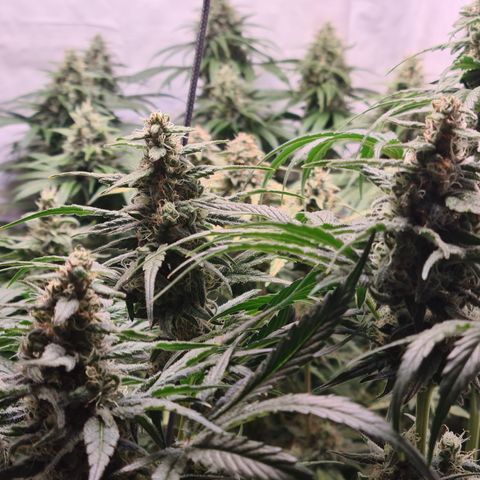 Mimosa x orange punch stecki 1 von stecki 1 growlog timeline photo