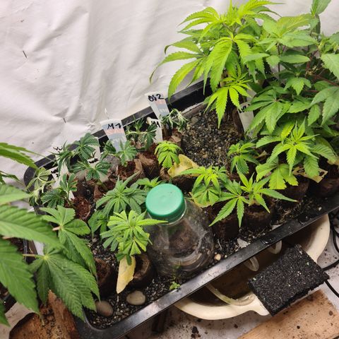Orange sherbert stecki 1 von stecki 2 growlog timeline photo