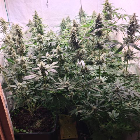 Mimosa x orange punch stecki 1 von stecki 1 growlog timeline photo