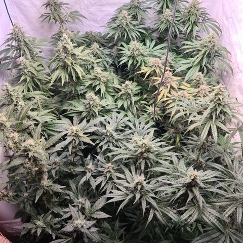 Mimosa x orange punch stecki 1 von stecki 1 growlog timeline photo