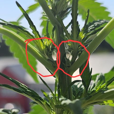 sensi amnesia xxl 2 growlog photo: Erste Blüte Anzeichen