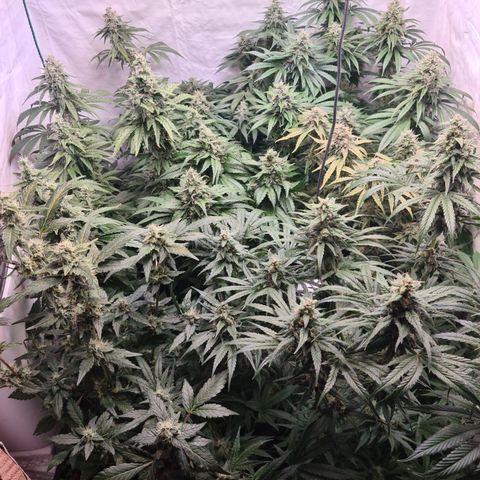 Mimosa x orange punch stecki 1 von stecki 1 growlog timeline photo