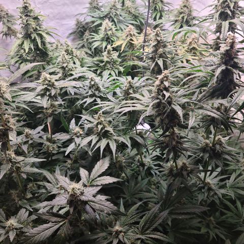 Mimosa x orange punch stecki 1 von stecki 1 growlog timeline photo