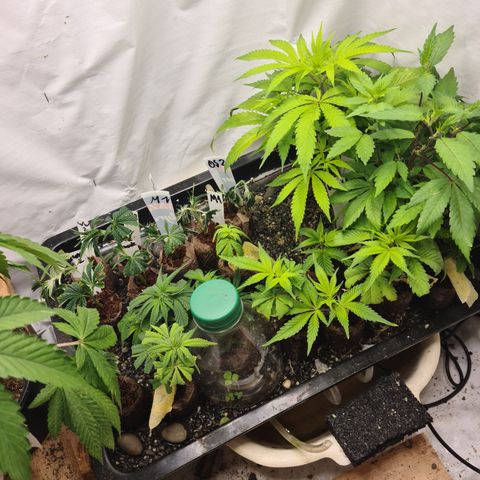 Orange sherbert stecki 1 von stecki 2 growlog timeline photo