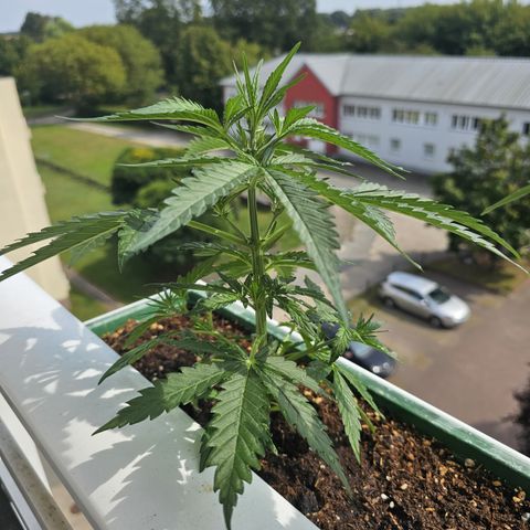 sensi amnesia xxl 1 growlog timeline photo