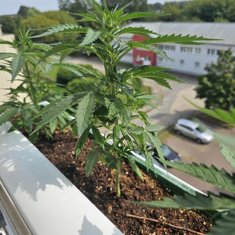sensi amnesia xxl 2 growlog timeline photo