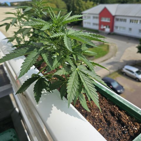 sensi amnesia xxl 3 growlog timeline photo