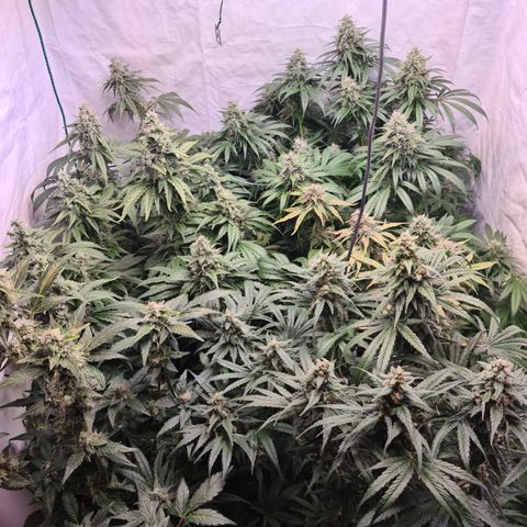 Mimosa x orange punch stecki 1 von stecki 1 growlog timeline photo