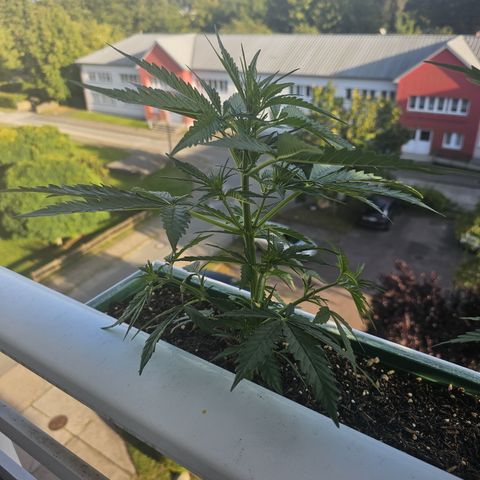 sensi amnesia xxl 1 growlog timeline photo