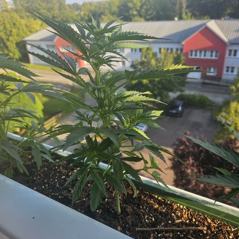 sensi amnesia xxl 2 growlog timeline photo