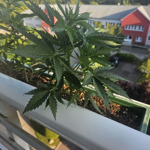 sensi amnesia xxl 3 growlog timeline photo