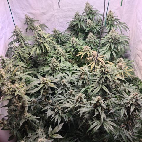 Mimosa x orange punch stecki 1 von stecki 1 growlog timeline photo