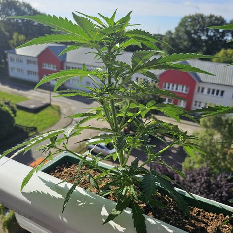 sensi amnesia xxl 1 growlog timeline photo