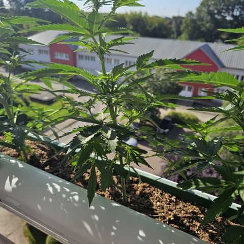 sensi amnesia xxl 2 growlog timeline photo