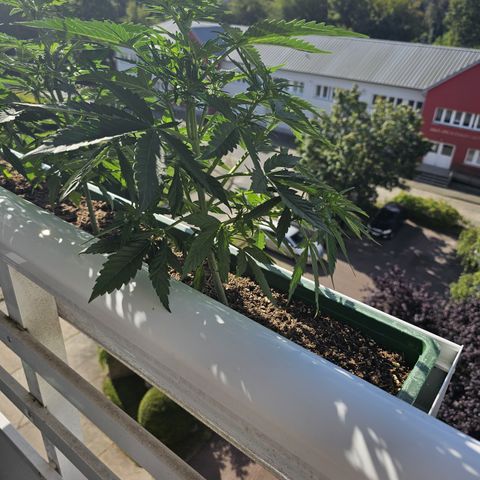 sensi amnesia xxl 3 growlog timeline photo