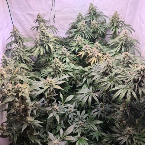 Mimosa x orange punch stecki 1 von stecki 1 growlog timeline photo