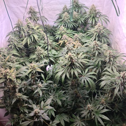 Mimosa x orange punch stecki 1 von stecki 1 growlog timeline photo