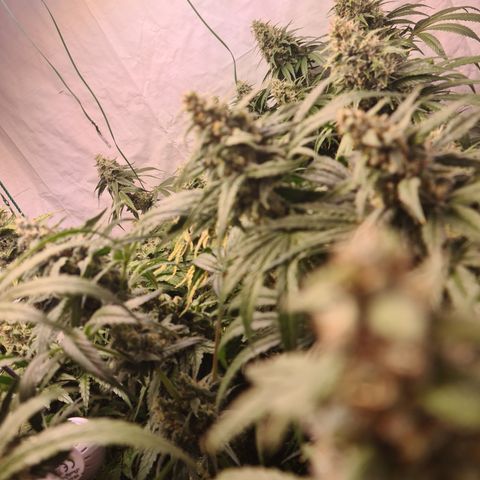 Mimosa x orange punch stecki 1 von stecki 1 growlog timeline photo