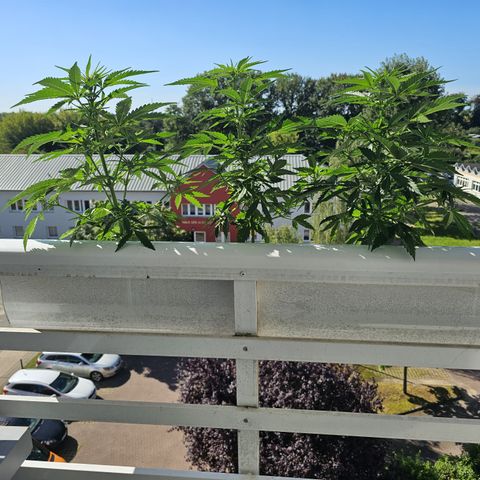 sensi amnesia xxl 2 growlog timeline photo
