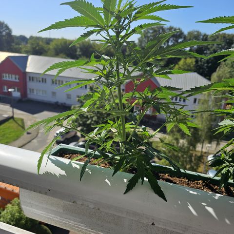 sensi amnesia xxl 1 growlog timeline photo