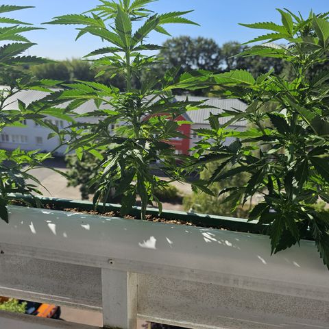sensi amnesia xxl 2 growlog timeline photo