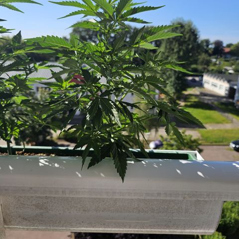 sensi amnesia xxl 3 growlog timeline photo