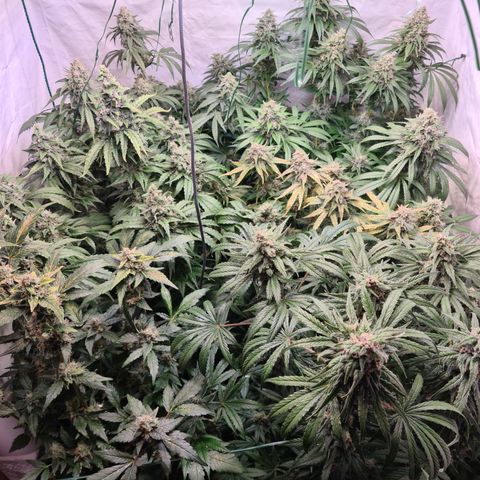 Mimosa x orange punch stecki 1 von stecki 1 growlog timeline photo