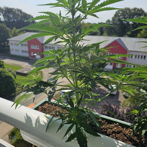 sensi amnesia xxl 1 growlog timeline photo
