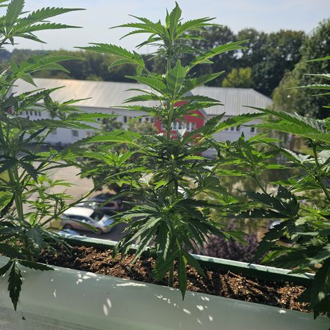 sensi amnesia xxl 2 growlog timeline photo