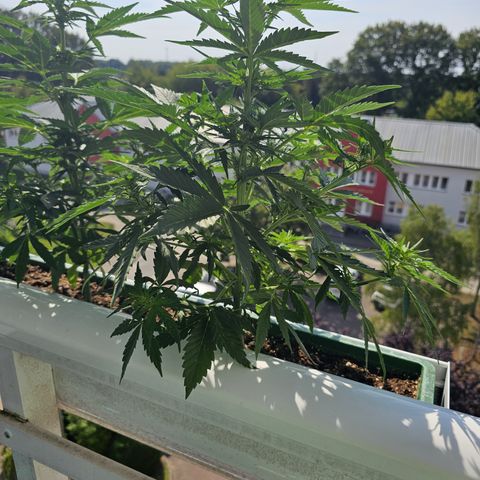 sensi amnesia xxl 3 growlog timeline photo