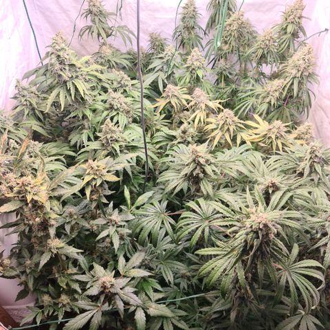 Mimosa x orange punch stecki 1 von stecki 1 growlog timeline photo