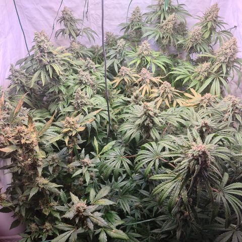 Mimosa x orange punch stecki 1 von stecki 1 growlog timeline photo