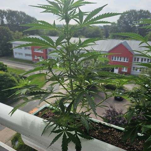 sensi amnesia xxl 1 growlog timeline photo