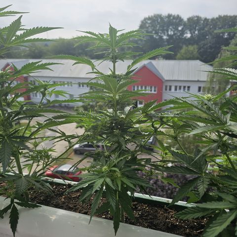 sensi amnesia xxl 2 growlog timeline photo