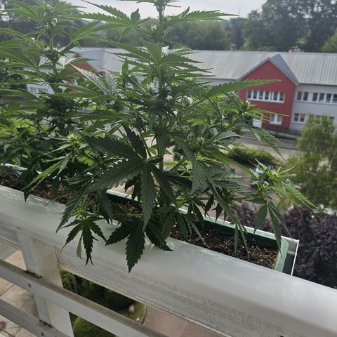 sensi amnesia xxl 3 growlog timeline photo