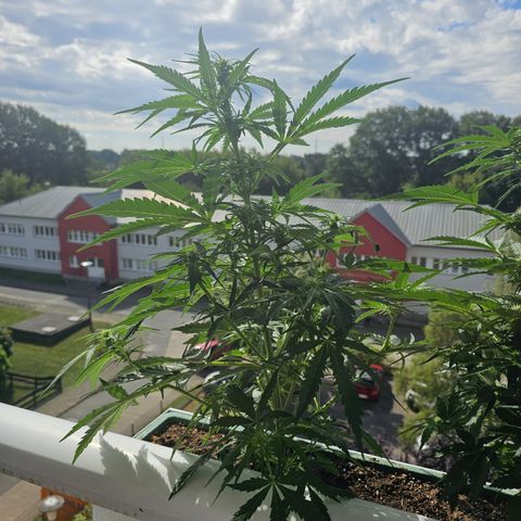 sensi amnesia xxl 1 growlog timeline photo