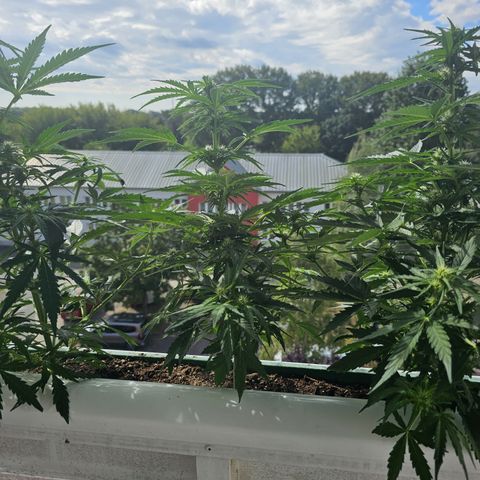 sensi amnesia xxl 2 growlog timeline photo