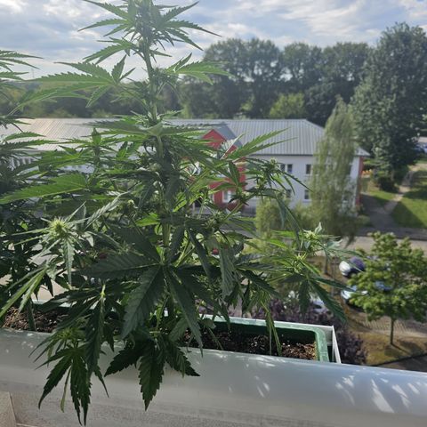 sensi amnesia xxl 3 growlog timeline photo