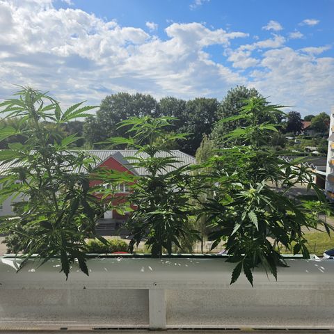 sensi amnesia xxl 2 growlog timeline photo