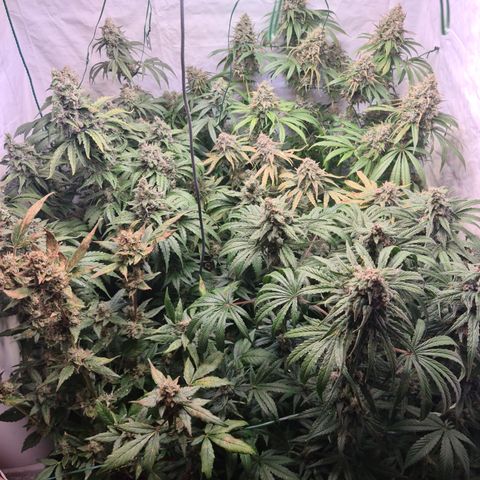 Mimosa x orange punch stecki 1 von stecki 1 growlog timeline photo
